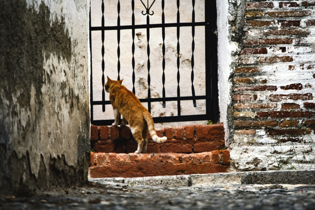 Aljibe del gato (El Albaicín, Granada)
